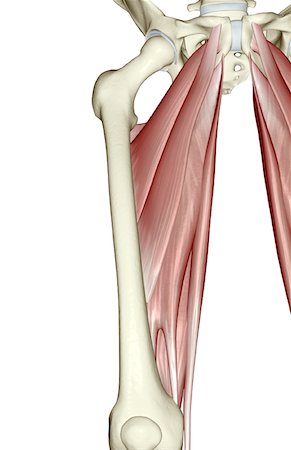 Muscles of the upper leg Stock Photo - Premium Royalty-Free, Code: 671-02098845