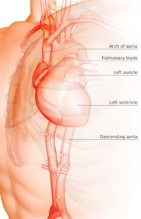 The heart and its major blood vessels Stock Photo - Premium Royalty-Free, Code: 671-02098846