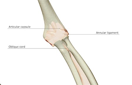 Ligaments of the elbow joint Stock Photo - Premium Royalty-Free, Code: 671-02098859