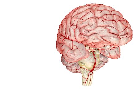 Les artères du cerveau Photographie de stock - Premium Libres de Droits, Code: 671-02098851