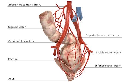 simsearch:671-02101416,k - Blood vessels of the anal canal Stock Photo - Premium Royalty-Free, Code: 671-02098881