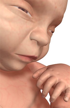 pregnancy illustrations - Embryonic development Foto de stock - Sin royalties Premium, Código: 671-02098894