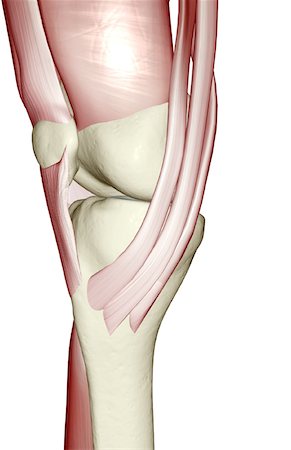 Muscles of the knee Stock Photo - Premium Royalty-Free, Code: 671-02098899