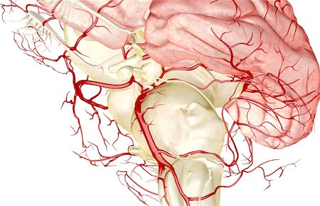 posterior inferior cerebellar artery - The arteries of the brain Stock Photo - Premium Royalty-Free, Code: 671-02098890