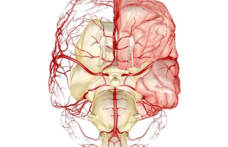 simsearch:671-02098687,k - The circle of willis Stock Photo - Premium Royalty-Free, Code: 671-02098901