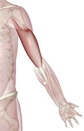 skeleton - Triceps brachii Stock Photo - Premium Royalty-Free, Code: 671-02098917