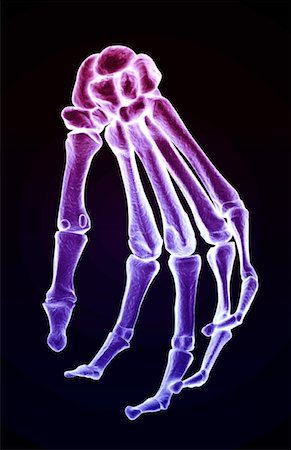 Bones of the hand Stock Photo - Premium Royalty-Free, Code: 671-02098927