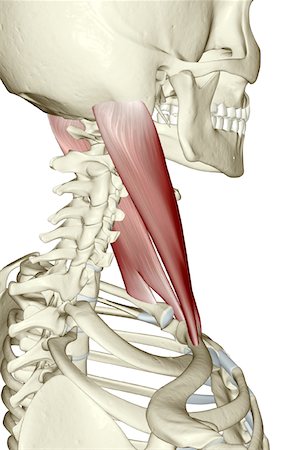 skeleton neck - Sternocleidomastoid muscle Foto de stock - Sin royalties Premium, Código: 671-02098921