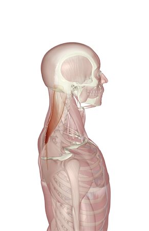 Skeleton upper back Stock Photos - Page 1 : Masterfile