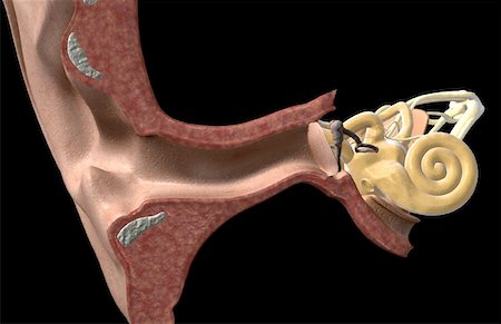 simsearch:671-02101009,k - Anatomie de l'oreille Photographie de stock - Premium Libres de Droits, Code: 671-02099006