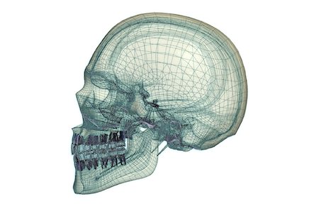 skull anatomy - Skull Stock Photo - Premium Royalty-Free, Code: 671-02099009