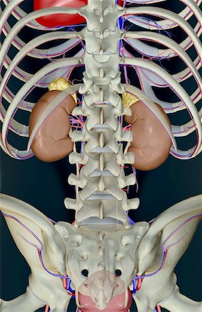 simsearch:671-02098853,k - The urinary system Foto de stock - Sin royalties Premium, Código: 671-02099041