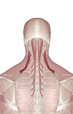 Muscles of the neck Stock Photo - Premium Royalty-Free, Code: 671-02099055