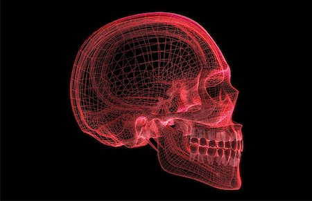 schädel - Der Schädel Stockbilder - Premium RF Lizenzfrei, Bildnummer: 671-02099056