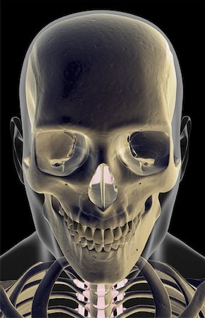 simsearch:671-02094214,k - The bones of the face Foto de stock - Sin royalties Premium, Código: 671-02099051