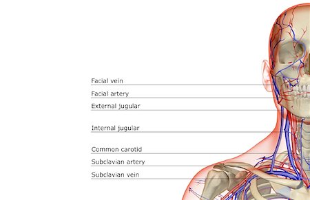 riego sanguíneo - Blood supply of the head and neck Foto de stock - Sin royalties Premium, Código: 671-02099089