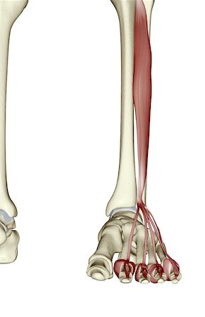 simsearch:671-02094652,k - Extensor digitorum longus Stock Photo - Premium Royalty-Free, Code: 671-02099083