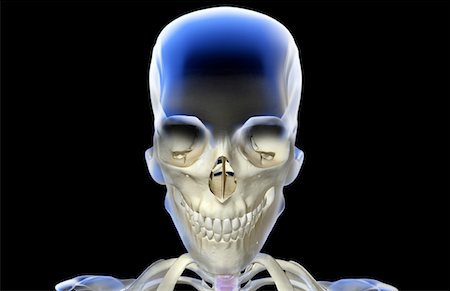 simsearch:671-02094214,k - The bones of the head and face Foto de stock - Sin royalties Premium, Código: 671-02099093