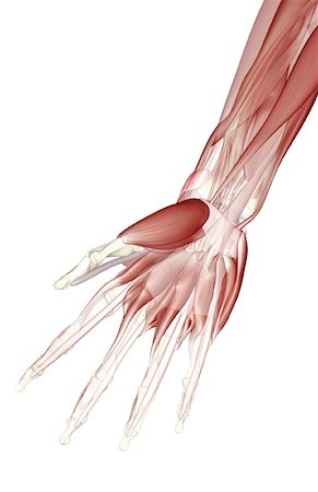 simsearch:671-02098580,k - Muscles of the hand Foto de stock - Royalty Free Premium, Número: 671-02099115