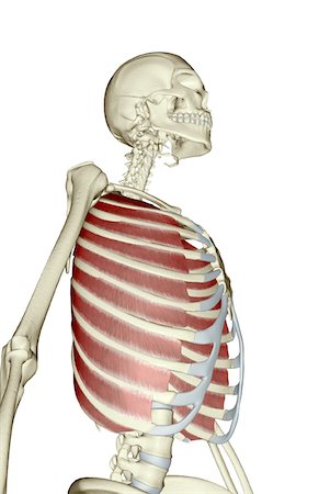 side view ribs anatomy - External intercostal muscles Stock Photo - Premium Royalty-Free, Code: 671-02099110