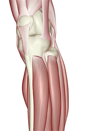 Muscles of the lower leg Stock Photo - Premium Royalty-Free, Code: 671-02099136