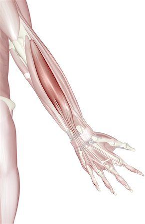 simsearch:671-02096101,k - Extensor digitorum Photographie de stock - Premium Libres de Droits, Code: 671-02099133