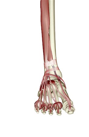 simsearch:671-02094652,k - Muscles of the lower leg and foot Stock Photo - Premium Royalty-Free, Code: 671-02099141