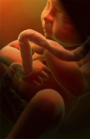 fetus - Embryonic development Foto de stock - Sin royalties Premium, Código: 671-02099143