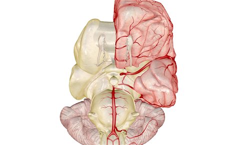 Arteries of the brain Foto de stock - Sin royalties Premium, Código: 671-02099151