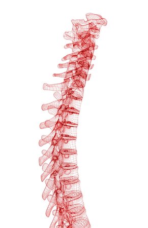 spinous process - Vertebral column Stock Photo - Premium Royalty-Free, Code: 671-02099169