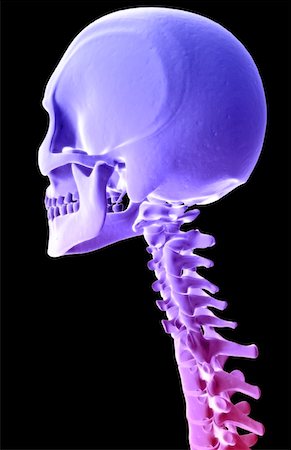 spinous process - The bones of the head and neck Stock Photo - Premium Royalty-Free, Code: 671-02099174