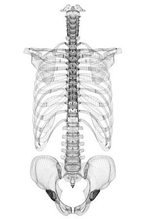The bones of the trunk Foto de stock - Sin royalties Premium, Código: 671-02099214