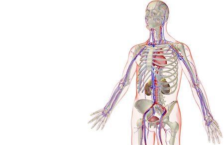 simsearch:671-02098853,k - The urinary system Foto de stock - Sin royalties Premium, Código: 671-02099217