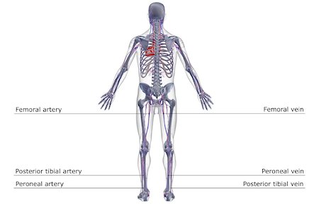 simsearch:671-02098380,k - The vascular system Fotografie stock - Premium Royalty-Free, Codice: 671-02099230