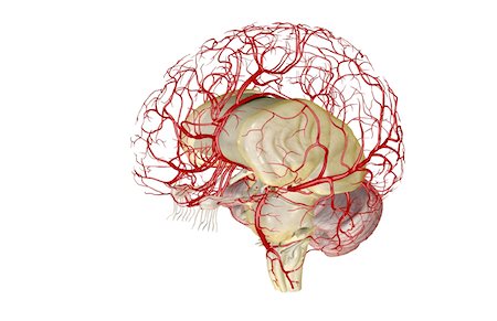 posterior inferior cerebellar artery - The arteries of the brain Stock Photo - Premium Royalty-Free, Code: 671-02099243