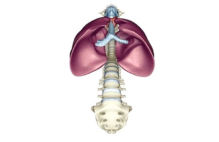 The lungs Stock Photo - Premium Royalty-Free, Code: 671-02099252