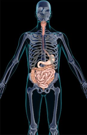 simsearch:671-02099382,k - The digestive system Stock Photo - Premium Royalty-Free, Code: 671-02099287