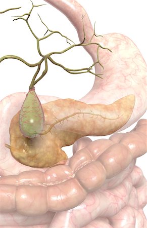 pancreas - Accessory digestive organs Fotografie stock - Premium Royalty-Free, Codice: 671-02099297