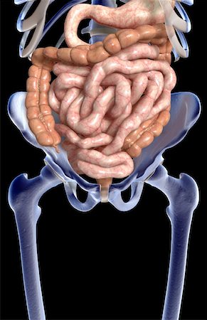 small intestine - The digestive system Stock Photo - Premium Royalty-Free, Code: 671-02099298