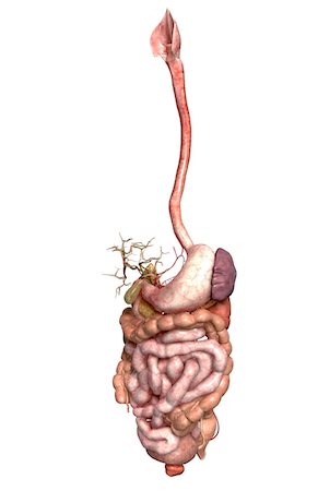 simsearch:671-02099300,k - The digestive system Stock Photo - Premium Royalty-Free, Code: 671-02099299