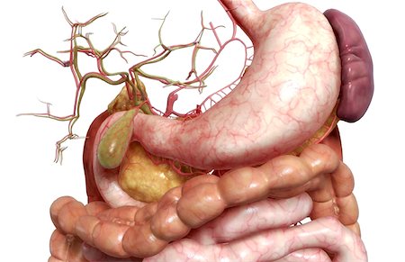 pancreas - The digestive system Fotografie stock - Premium Royalty-Free, Codice: 671-02099292