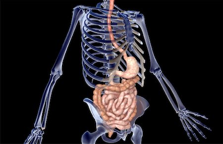 simsearch:671-02099382,k - The digestive system Stock Photo - Premium Royalty-Free, Code: 671-02099306