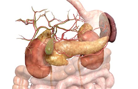 digestive system arteries - Accessory digestive organs Foto de stock - Sin royalties Premium, Código: 671-02099300
