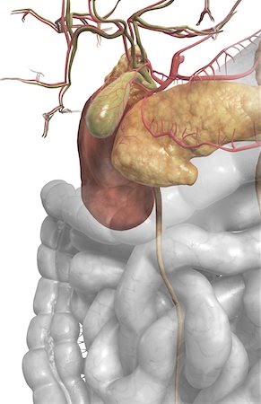 pancreas - Accessory digestive organs Fotografie stock - Premium Royalty-Free, Codice: 671-02099316