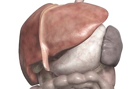 right liver lobe - The liver Stock Photo - Premium Royalty-Free, Code: 671-02099318
