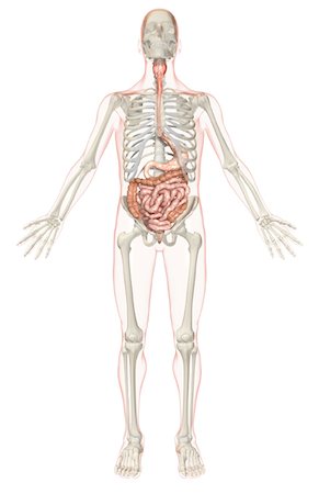 simsearch:671-02099382,k - The digestive system Stock Photo - Premium Royalty-Free, Code: 671-02099319