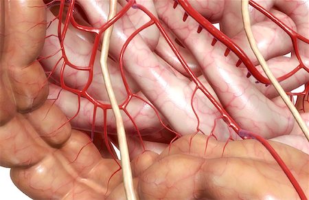 digestive system arteries - The digestive system Foto de stock - Sin royalties Premium, Código: 671-02099310