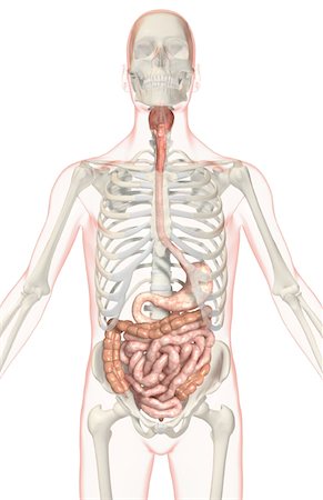 simsearch:671-02099382,k - The digestive system Stock Photo - Premium Royalty-Free, Code: 671-02099311