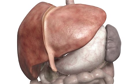 right liver lobe - The liver Stock Photo - Premium Royalty-Free, Code: 671-02099312