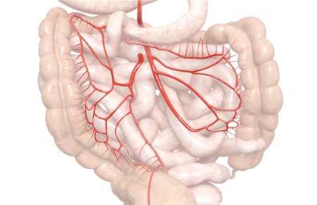 digestive system blood vessels - Mesenteric arteries Stock Photo - Premium Royalty-Free, Code: 671-02099324